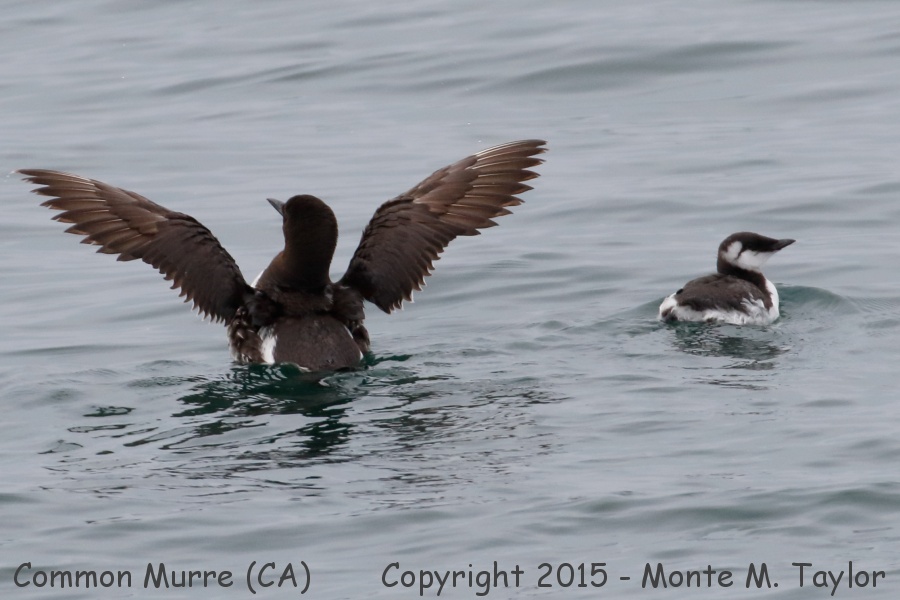 Common Murre -summer adult male with young- (California)