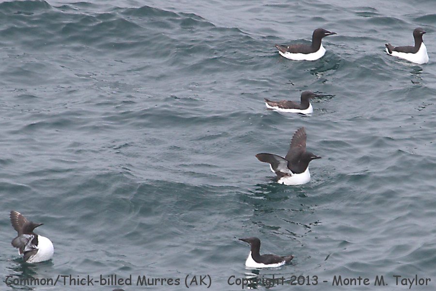 Common (foreground) and Thick-billed Murre's -summer- (Saint Paul Island, Alaska)