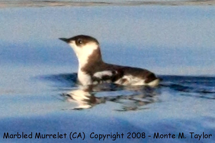 Marbled Murrelet -winter- (Santa Cruz, California)