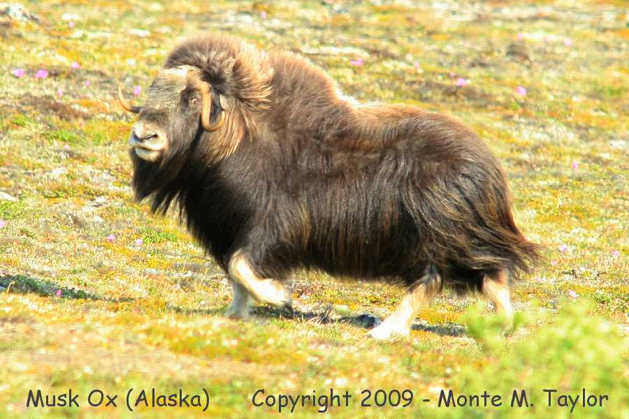 Musk Ox -spring probable lead bull / Kougarok Road- (Nome, Alaska)