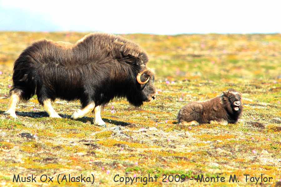 Musk Ox -adult and calf / Kougarok Road- (Nome, Alaska)