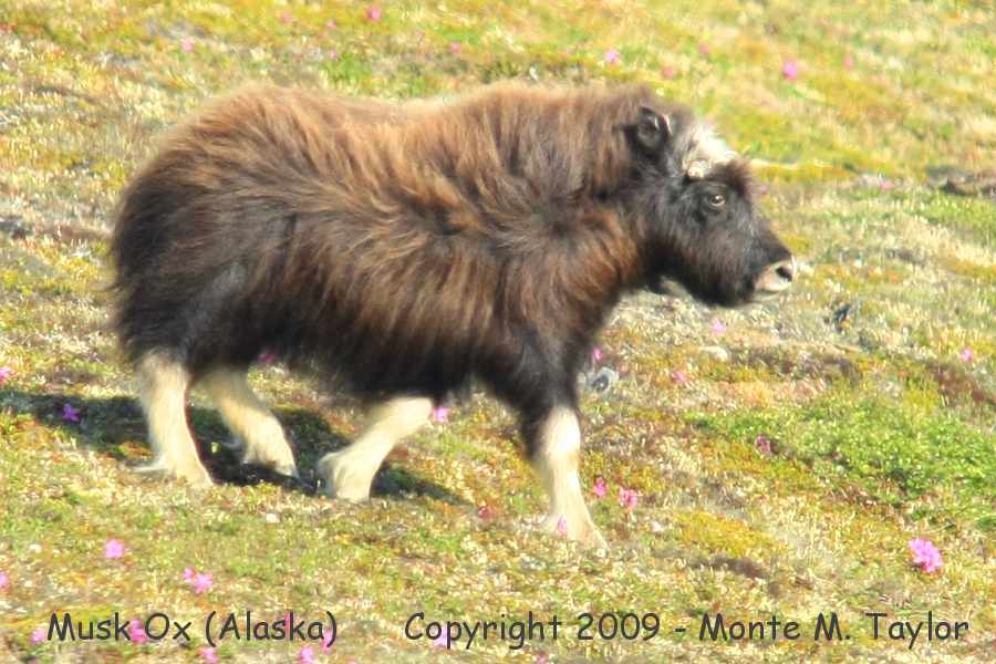 Musk Ox -spring yearling / Kougarok Rd- (Nome, Alaska)