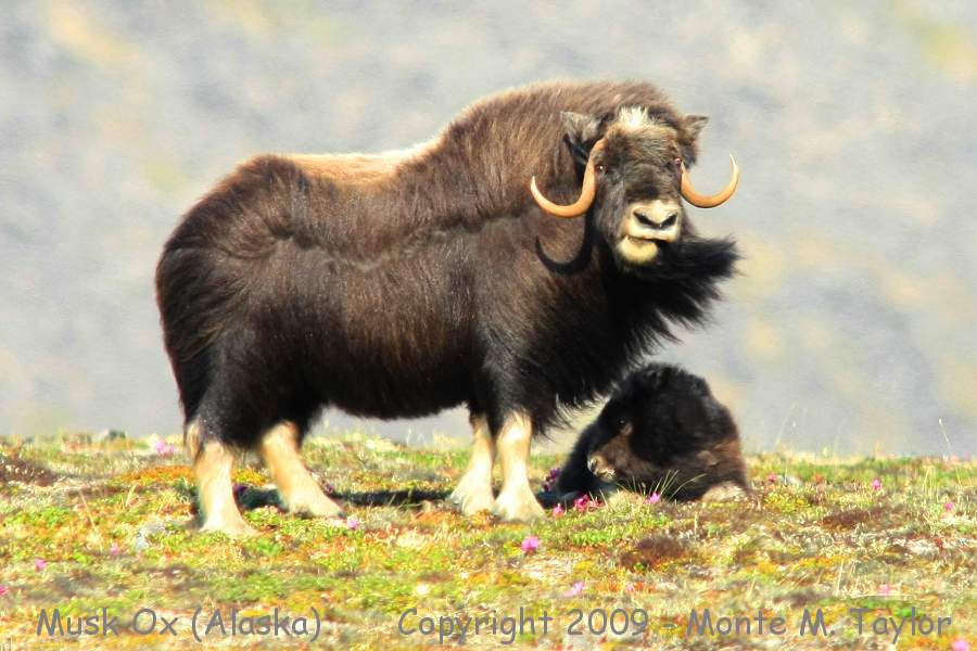 Musk Ox -male w/calf on Kougarok Rd- (Nome, Alaska)