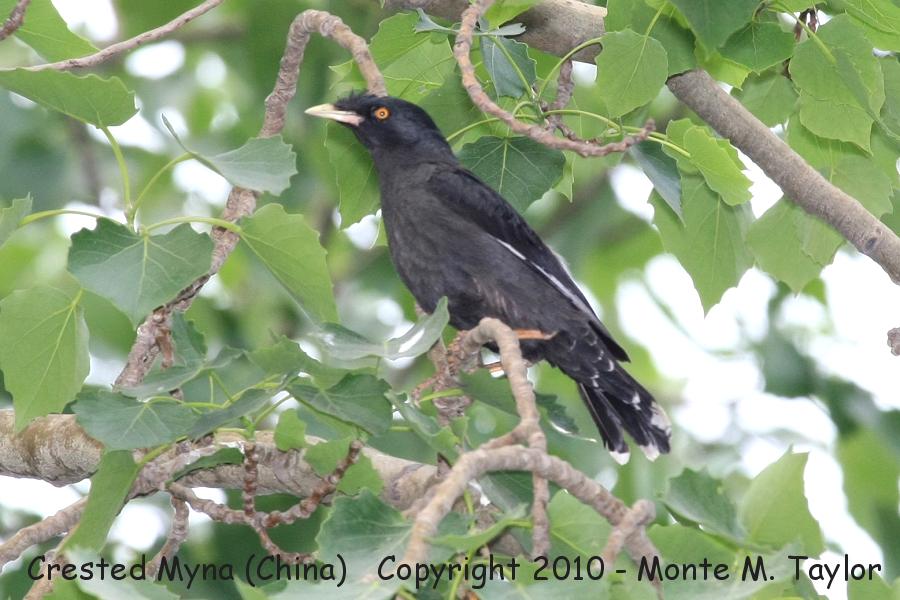 Crested Myna -spring- (Tianjin, China)