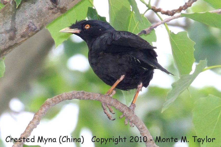 Crested Myna -spring- (Tianjin, China)