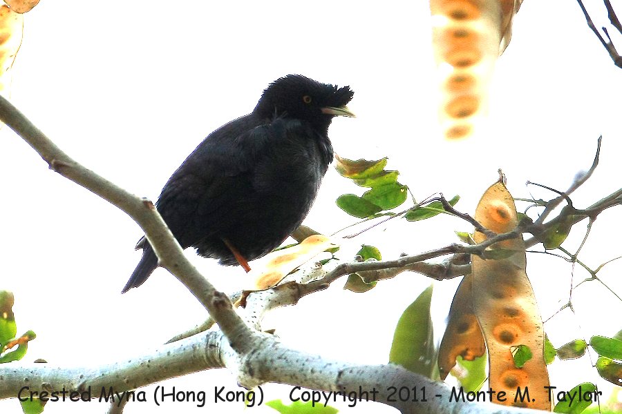 Crested Myna -winter- (Hong Kong, China)