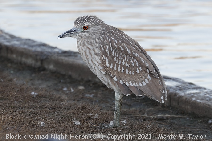 Black-crowned Night-Heron -winter juvenal- (California)