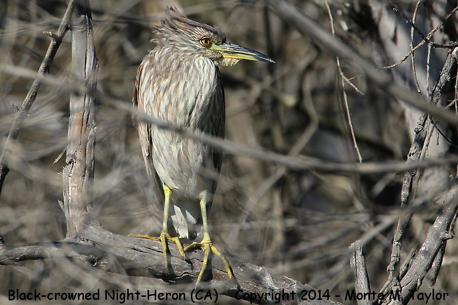 Black-crowned Night-Heron -fall juvenal- (California)