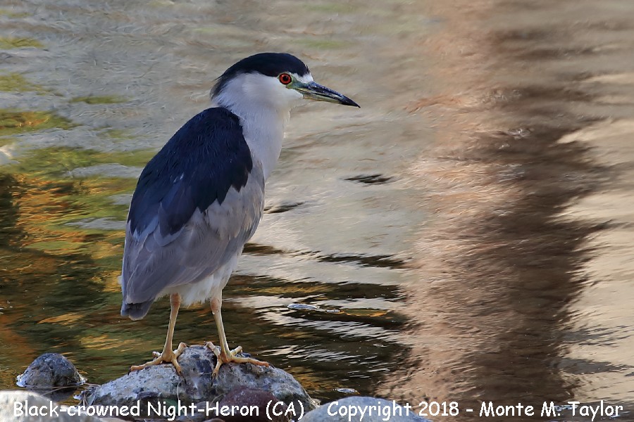 Black-crowned Night-Heron -winter- (California)
