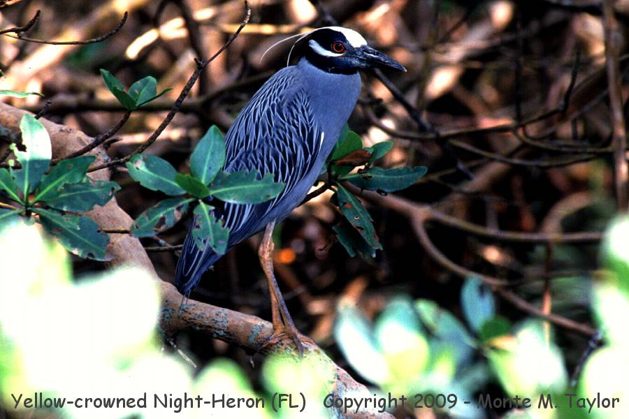 Yellow-crowned Night-Heron -spring- (Florida)