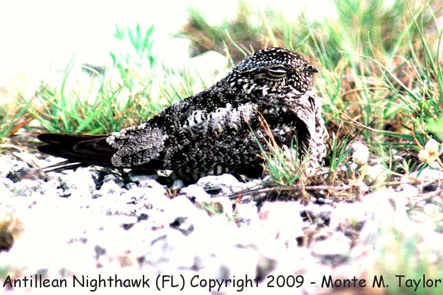 Antillean Nighthawk -summer- ( Marathon Key, Florida)