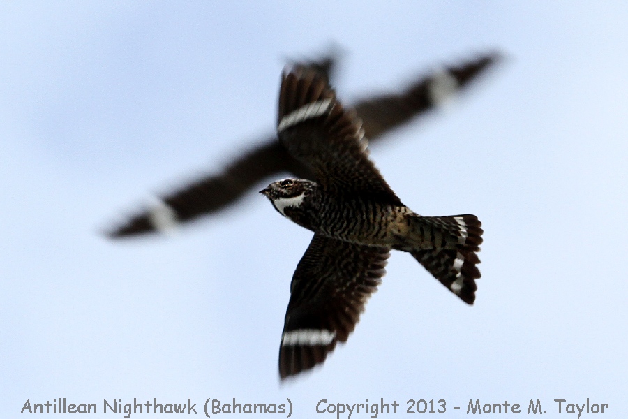 Antillean Nighthawk -summer male- (Little Abaco, Bahamas)
