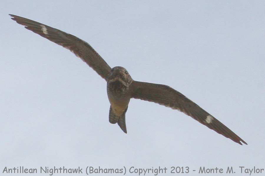 Antillean Nighthawk -summer female- (Little Abaco, Bahamas)