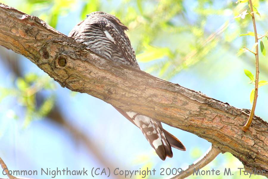 Common Nighthawk -summer- (California)