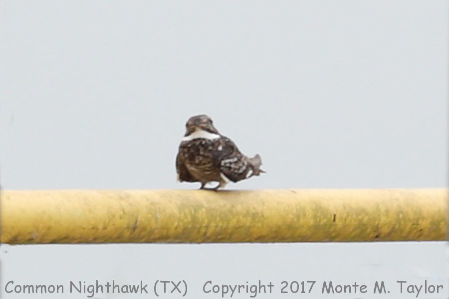 Common Nighthawk -summer- (Texas)