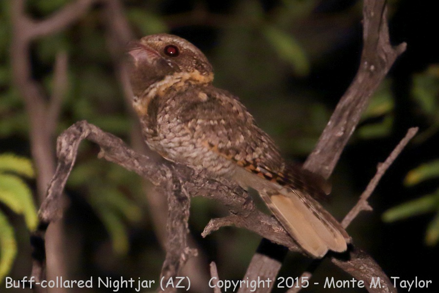 Buff-collared Nightjar -spring- (Arizona)