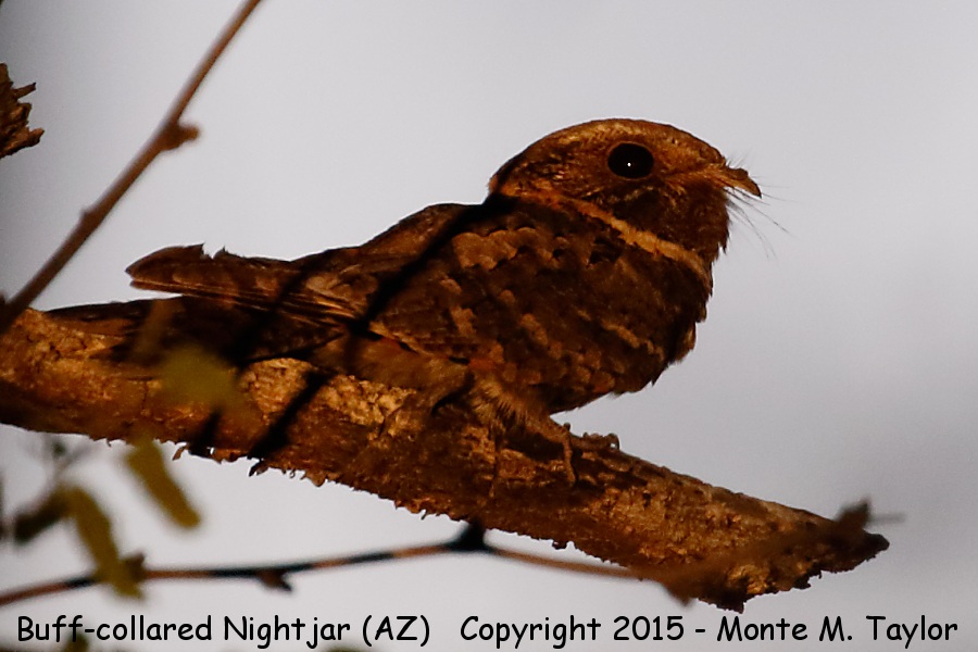 Buff-collared Nightjar -spring- (Arizona)
