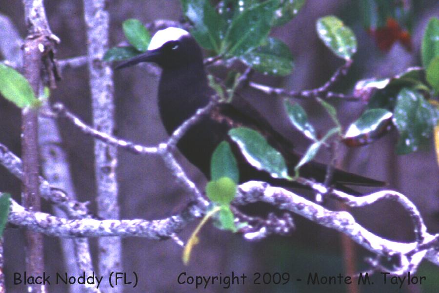 Black Noddy -spring- (Dry Tortugas, Florida)