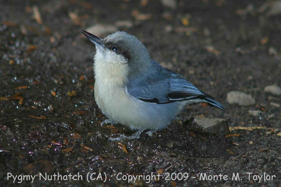 Pygmy Nuthatch -fall- (California)