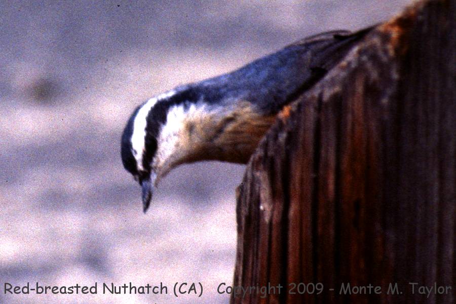 Red-breasted Nuthatch -fall- (California)
