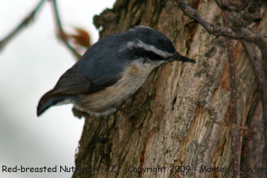 Red-breasted Nuthatch -juvenile summer- (Arizona)