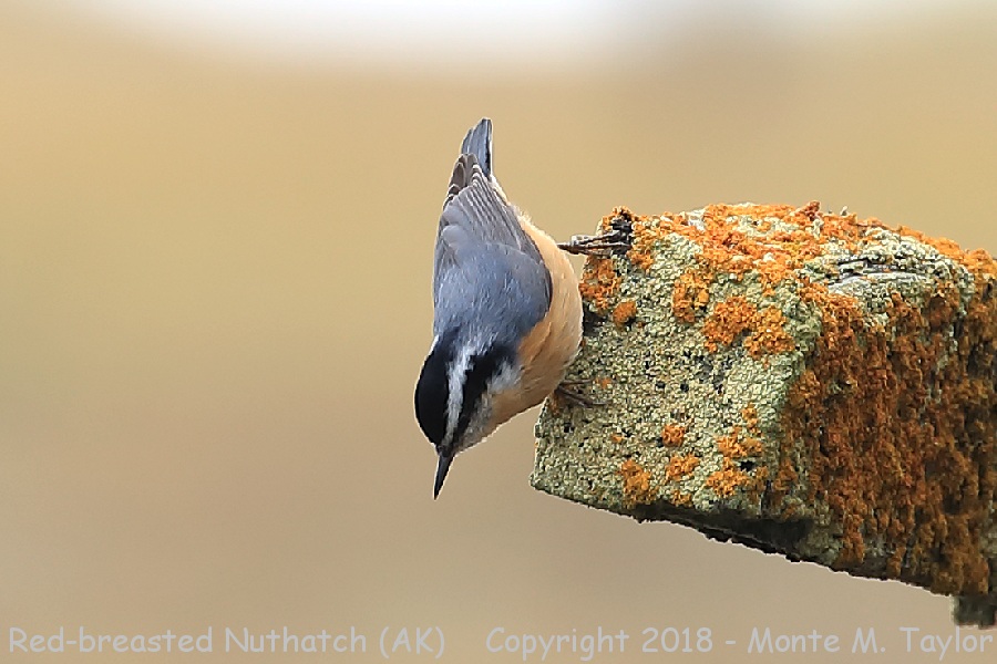 Red-breasted Nuthatch -summer- (Alaska)