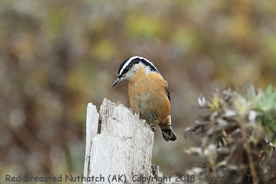 Red-breasted Nuthatch -fall- (Gambell, Alaska)