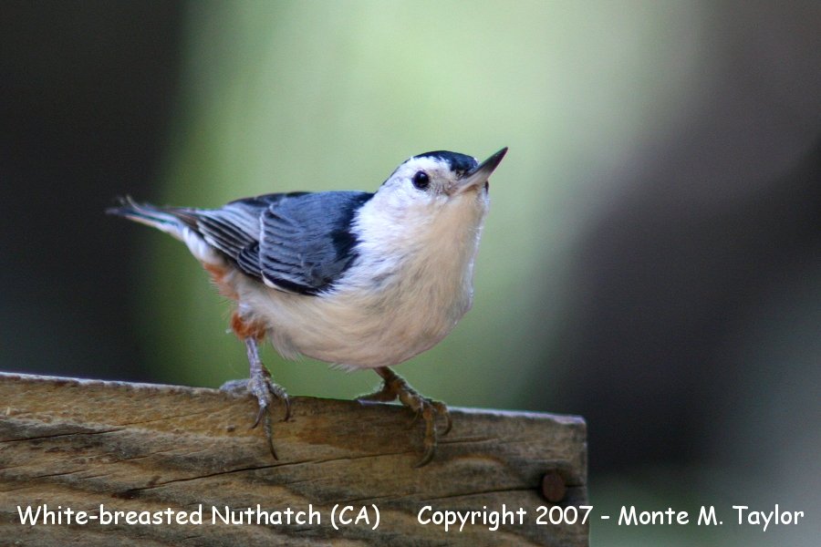 White-breasted Nuthatch -spring- (California)