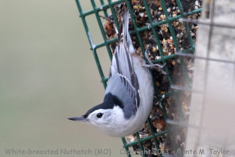 White-breasted Nuthatch -winter- (Missouri)