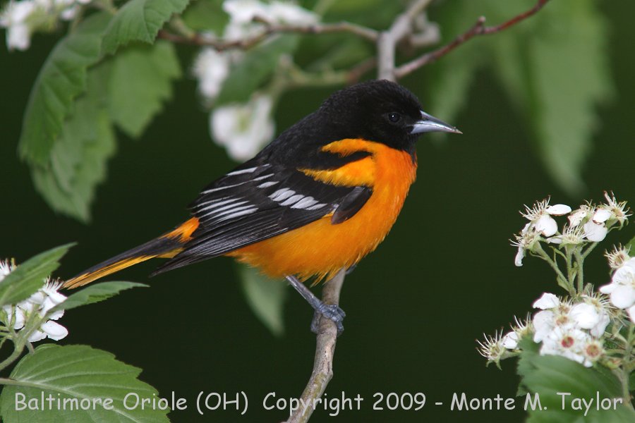 Baltimore Oriole -spring male- (Ohio)