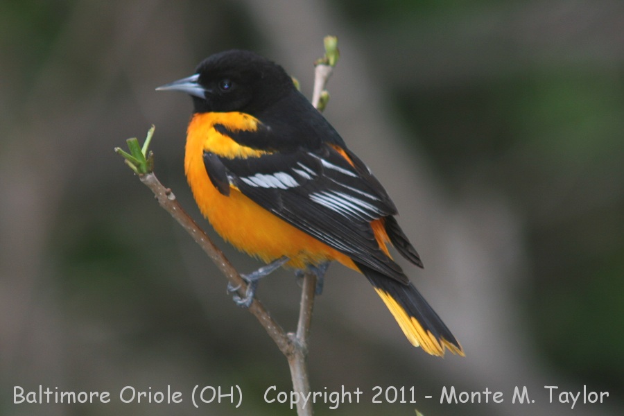 Baltimore Oriole -spring male- (Ohio)