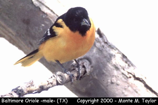 Baltimore Oriole -spring male- (Texas)