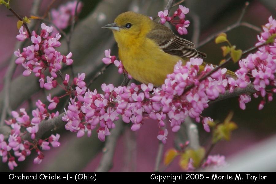 Orchard Oriole -spring female- (Ohio)