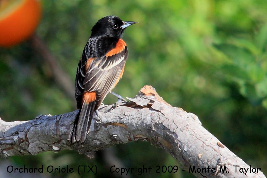 Orchard Oriole -spring male- (Texas)