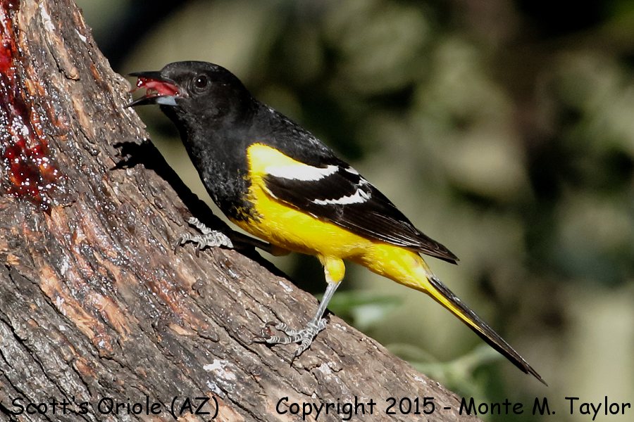 Scott's Oriole -spring male- (Arizona)