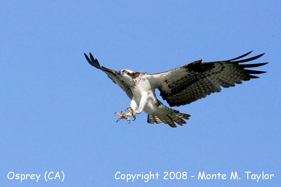 Osprey -fall- (Baja California)