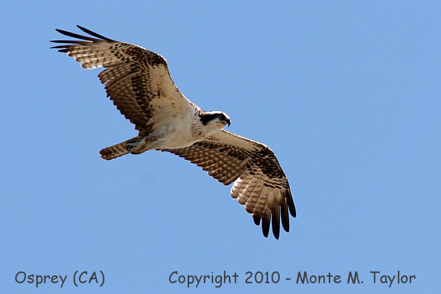 Osprey -summer- (California)