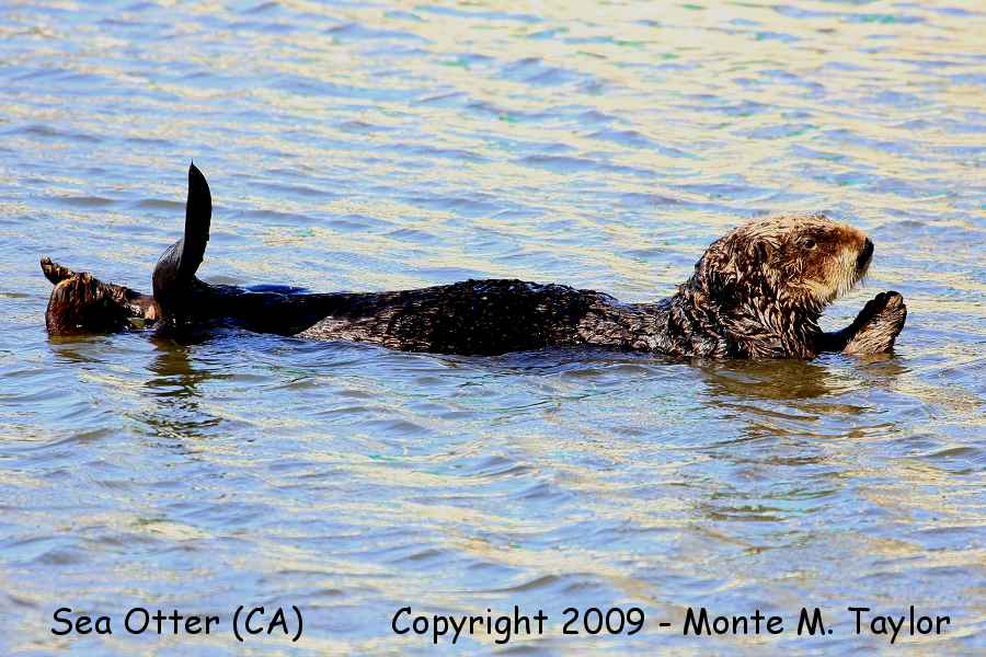 Sea Otter -spring- (Monterey Bay, California)