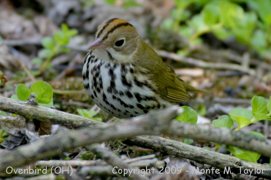 Ovenbird -spring- (Ohio)