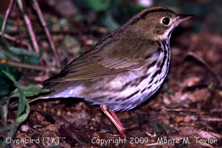 Ovenbird -spring- (Texas)