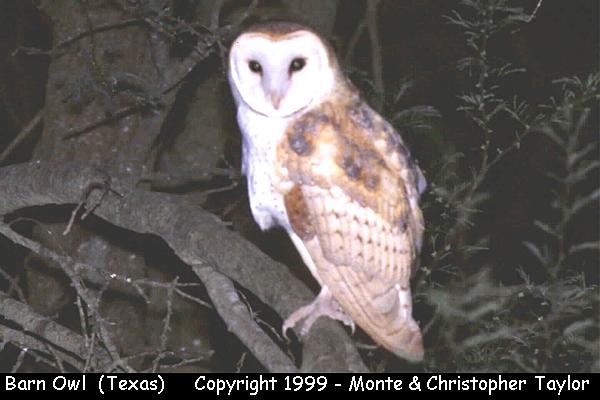 Barn Owl -spring- (Texas)