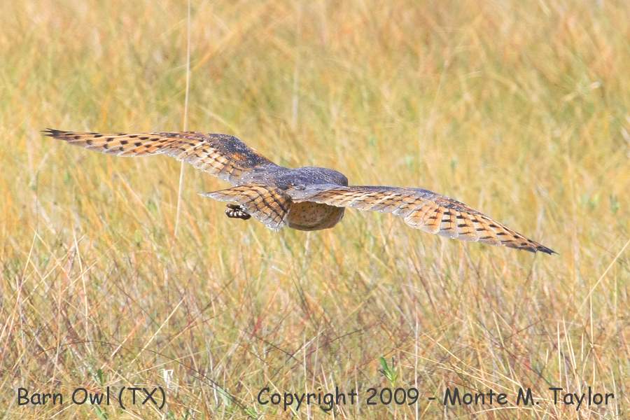 Barn Owl -winter flight- (Texas)