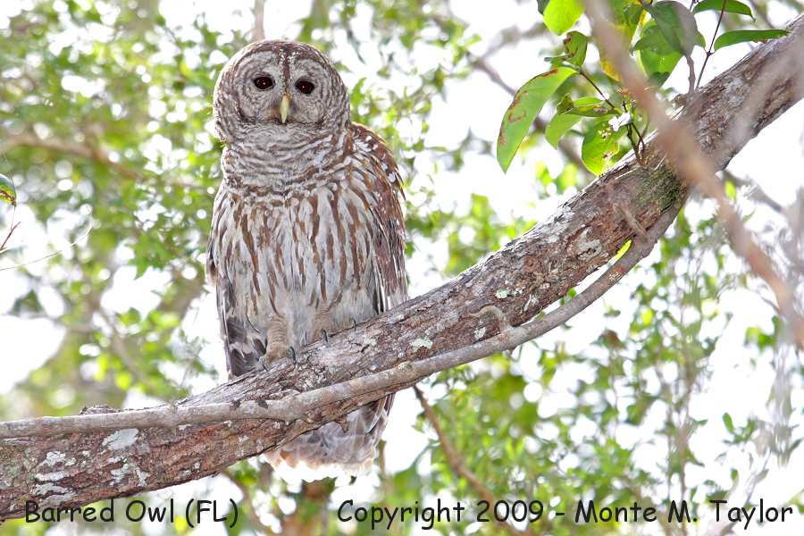 Barred Owl -winter- (Everglades National Park, Florida)