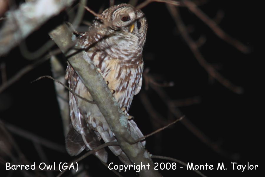Barred Owl -winter- (Georgia)