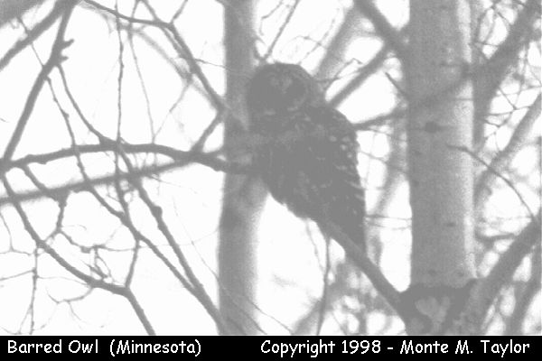 Barred Owl -winter- (Minnesota)