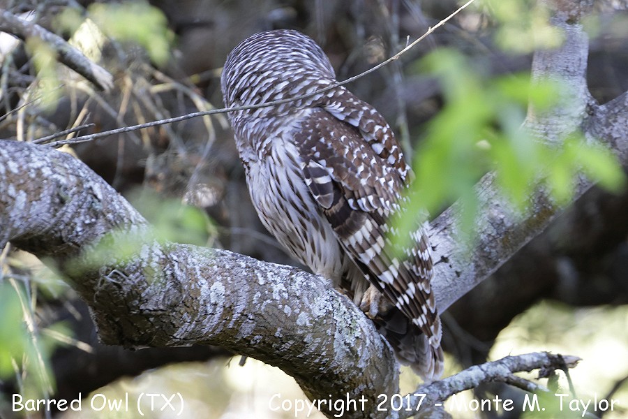 Barred Owl -winter- (Texas)
