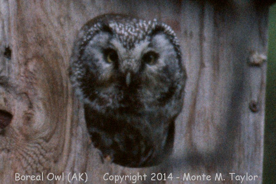 Boreal Owl -spring- (Anchorage, Alaska)