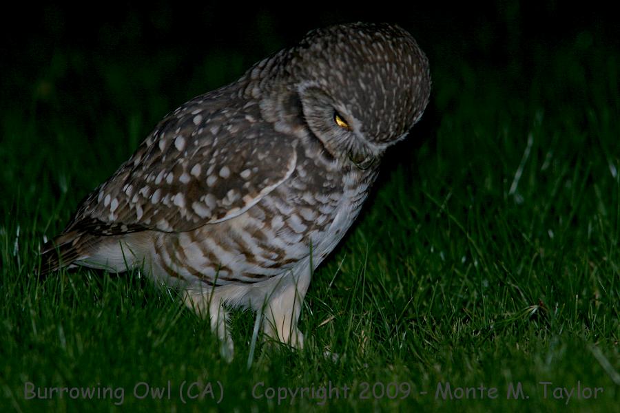 Burrowing Owl -spring- (California)