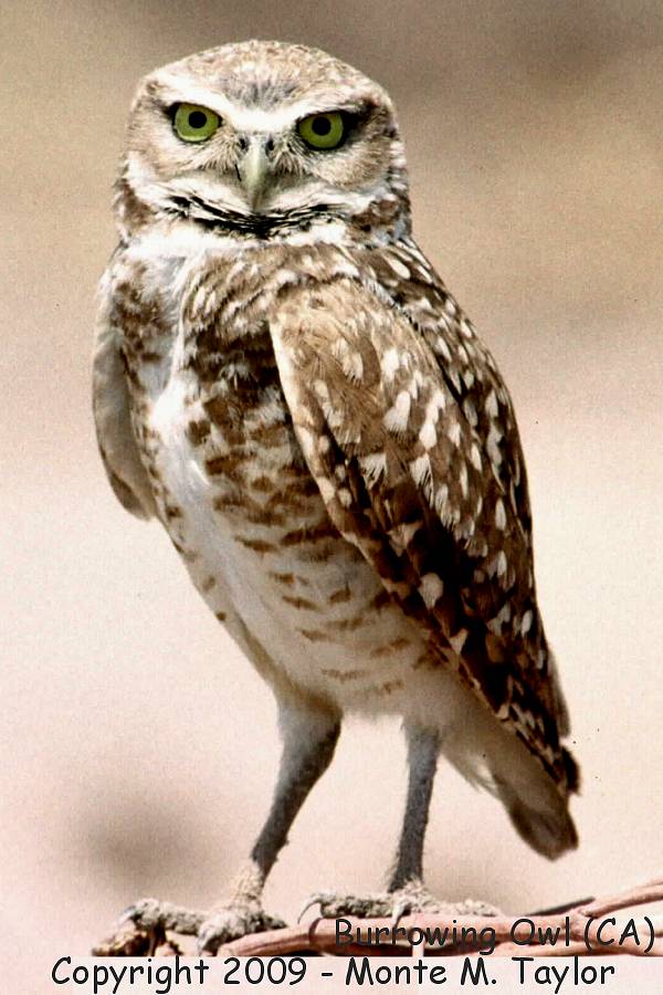 Burrowing Owl -summer- (California)