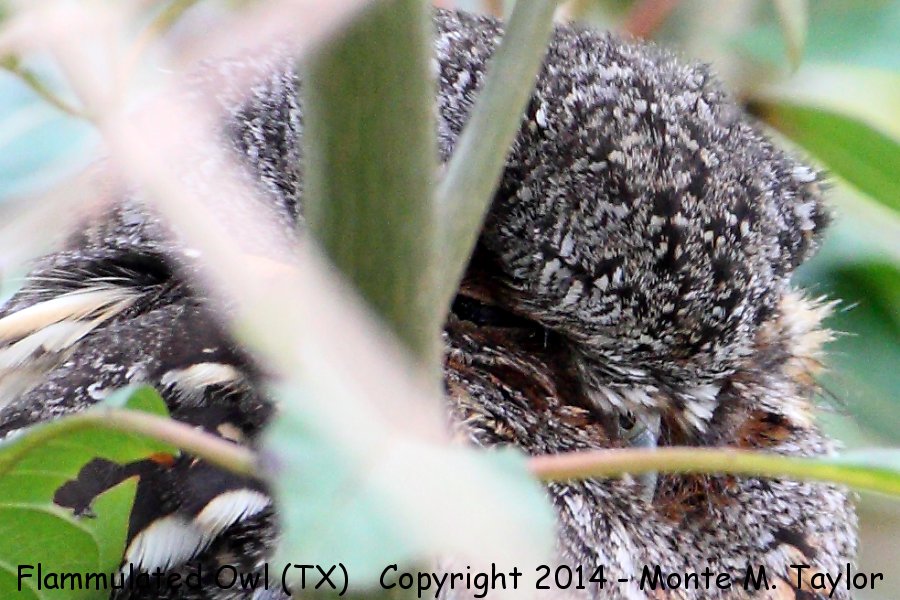 Flammulated Owl -winter- (South Padre Island, Texas)